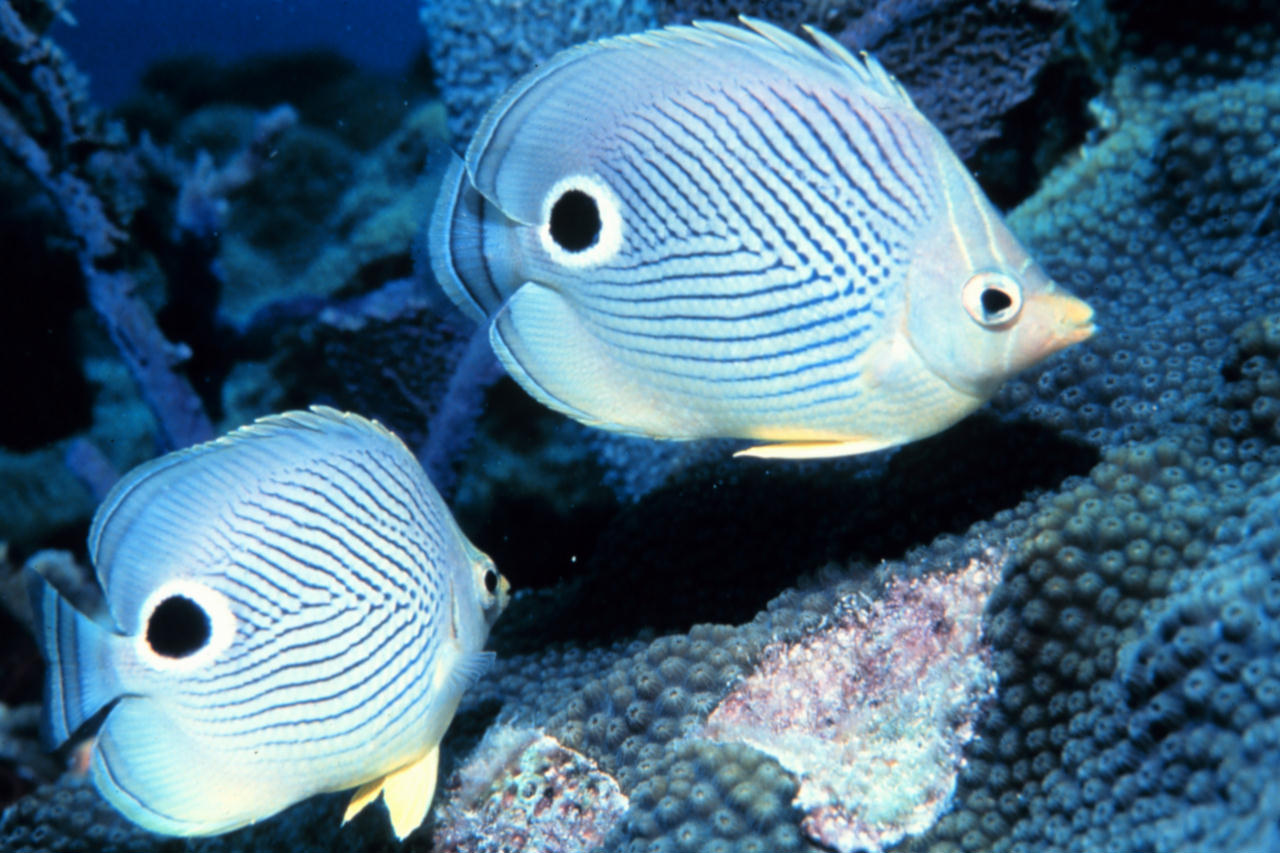 Chaetodon capistratus (Pesce farfalla quattr'occhi)